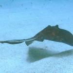 Sting Ray, another very cool fish to see. Looking forward to more of the East side of the island.