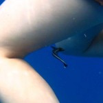 Baby remora