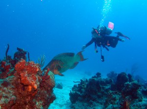 Huge Parrotfish