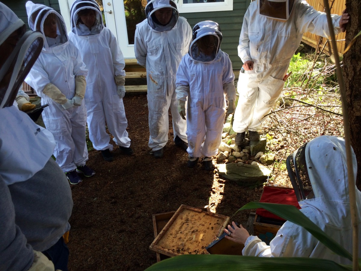 Looking inside a hive for the first time at the school.