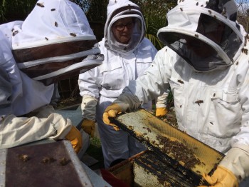 Examining the hive, looking for the queen and any signs of desease.